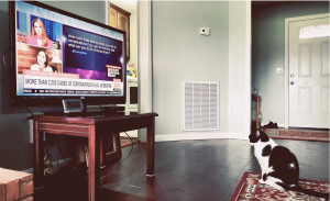 Cat sitting in front of a TV watching the news