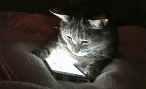 Cat in the dark holding an iPhone