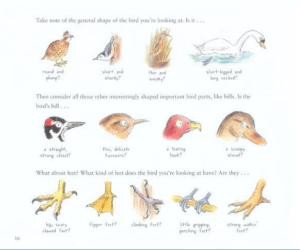 The book cover for Look Up! Bird-Watching in Your Own Backyard